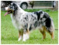 /album/galeria-de-fotos/australian-shepherd-jpg/